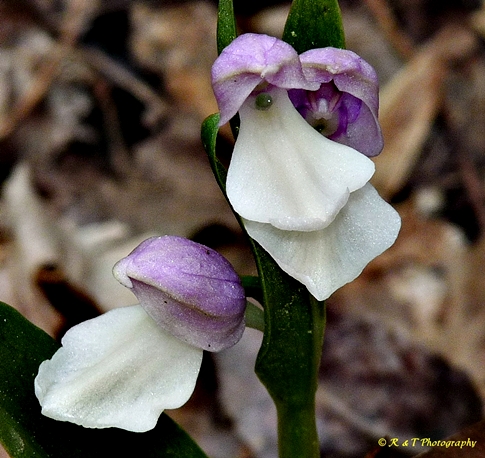 {Galearis spectabilis}